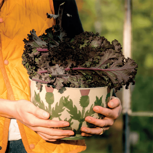 Cream Thistle Salad Bowl