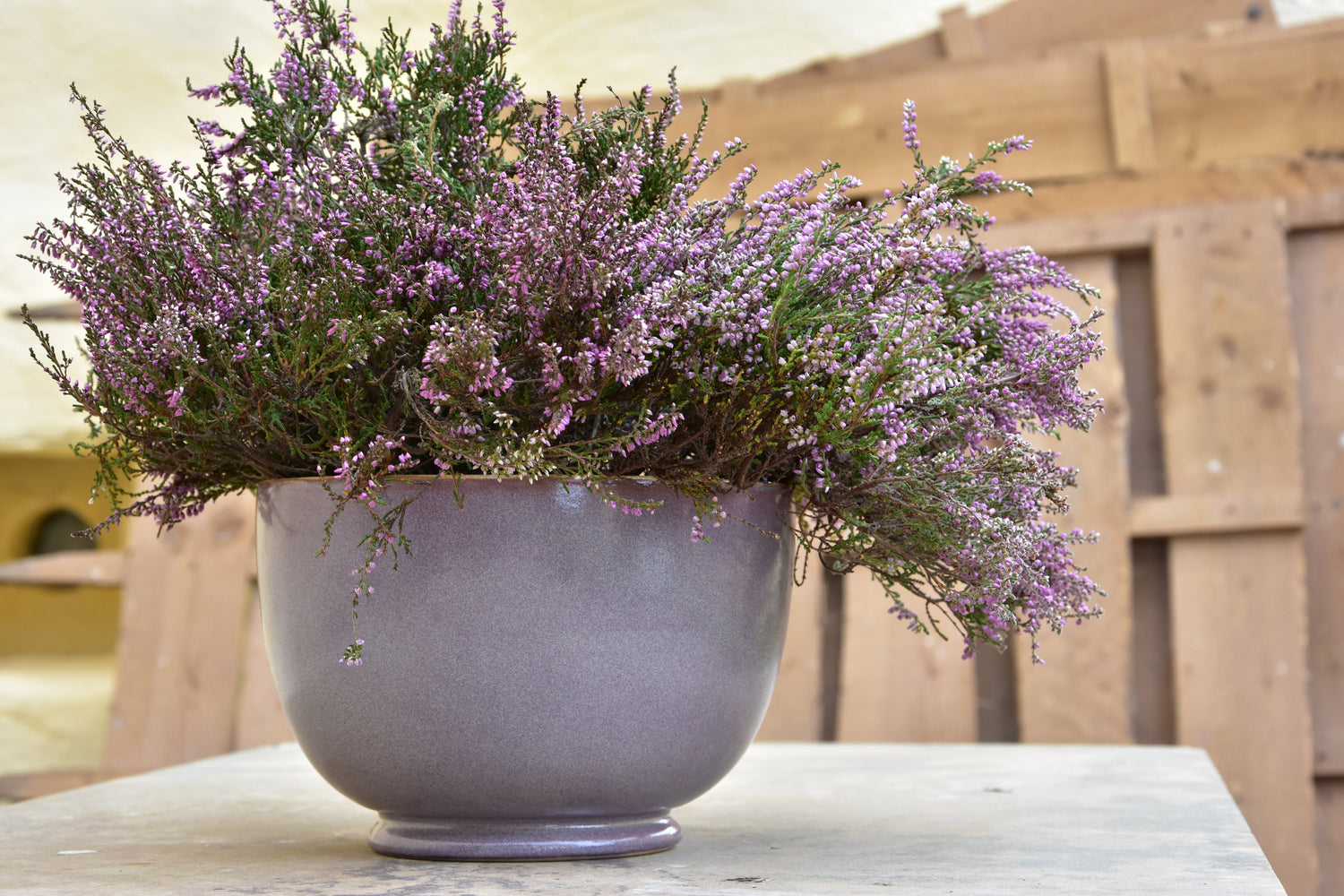 Living Beautifully With Purple