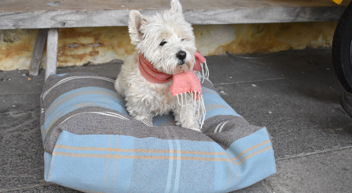 Pet Accessories