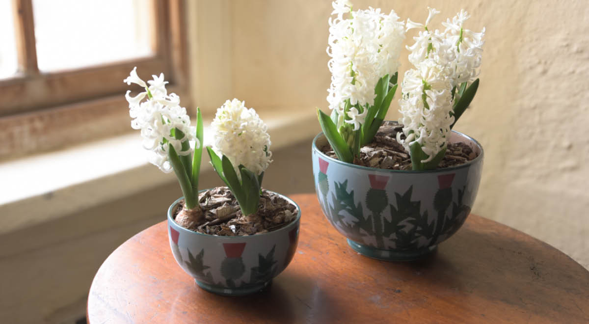 Skye Thistle Collection