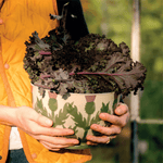 Cream Thistle Salad Bowl